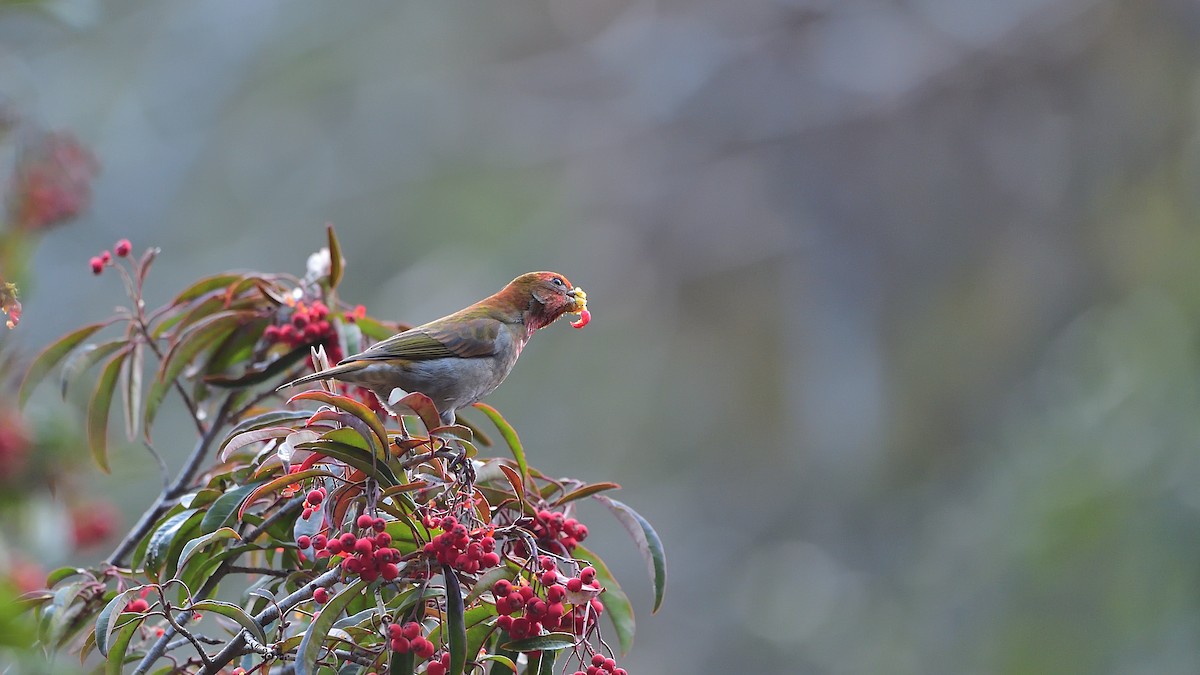 Crimson-browed Finch - ML402607171