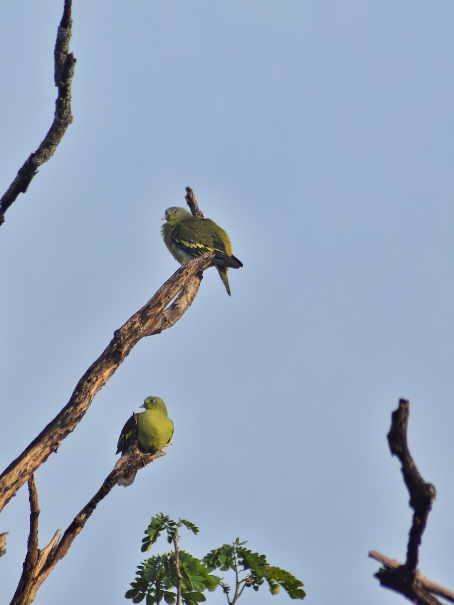 Gray-fronted Green-Pigeon - ML402608181