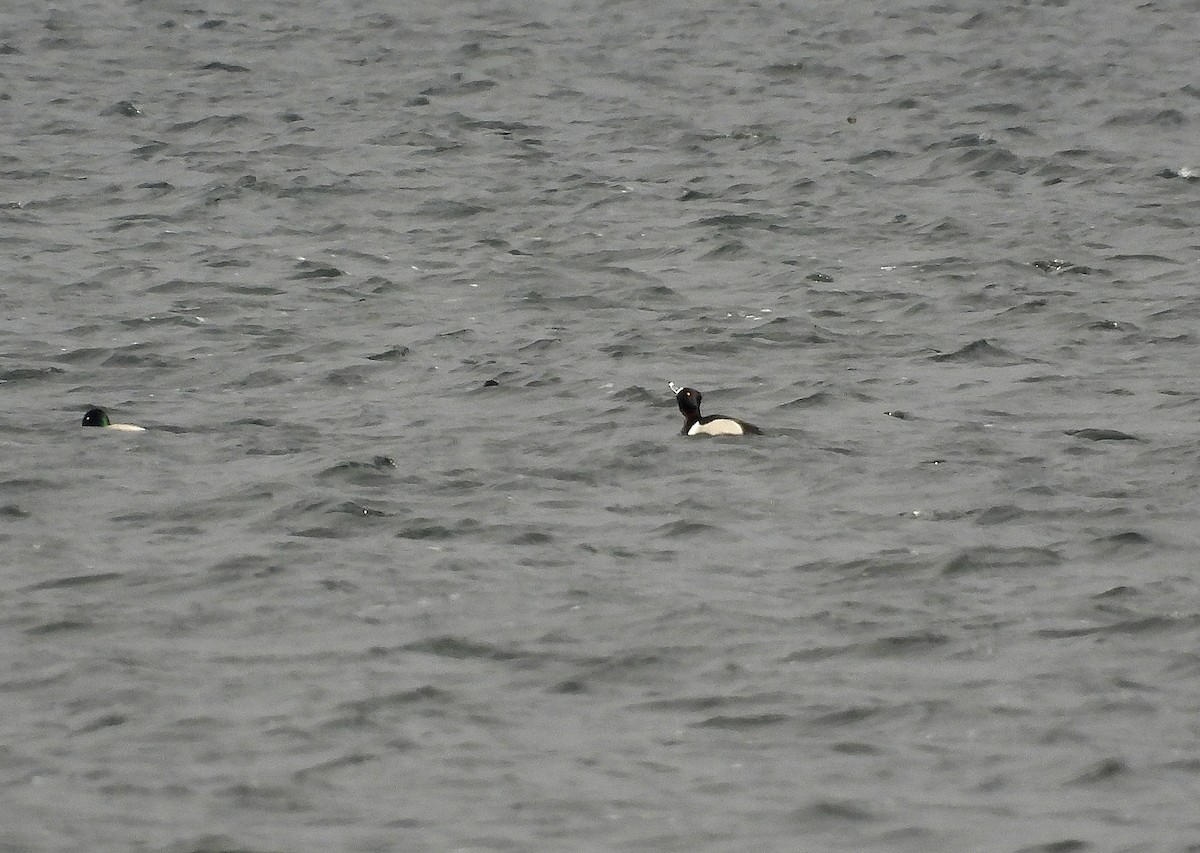 Ring-necked Duck - ML402608631