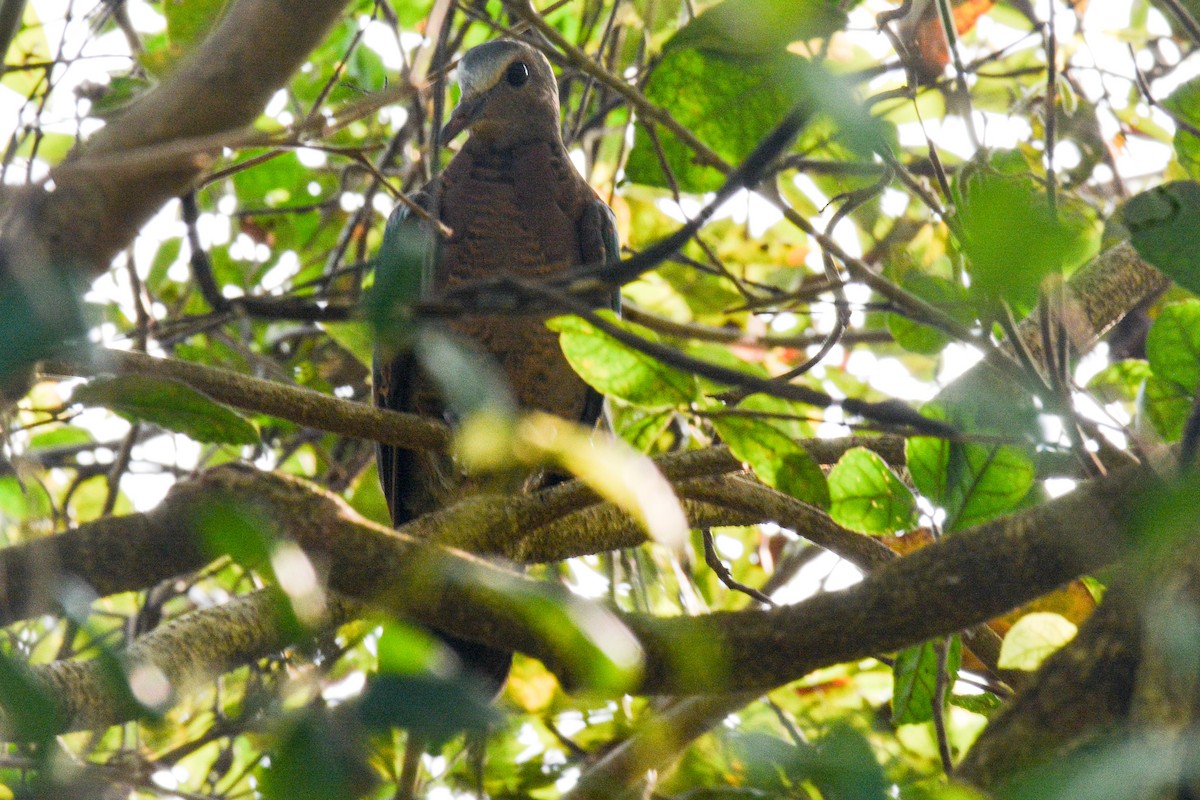 Asian Emerald Dove - ML402609111