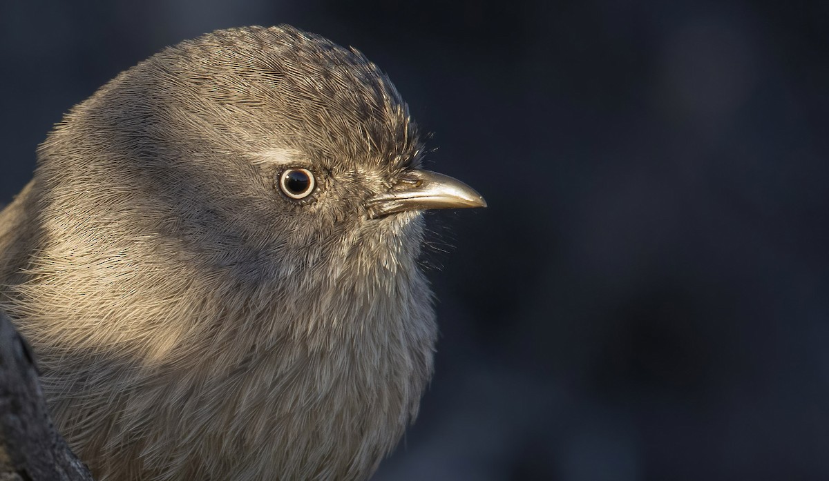 Wrentit - ML402609571