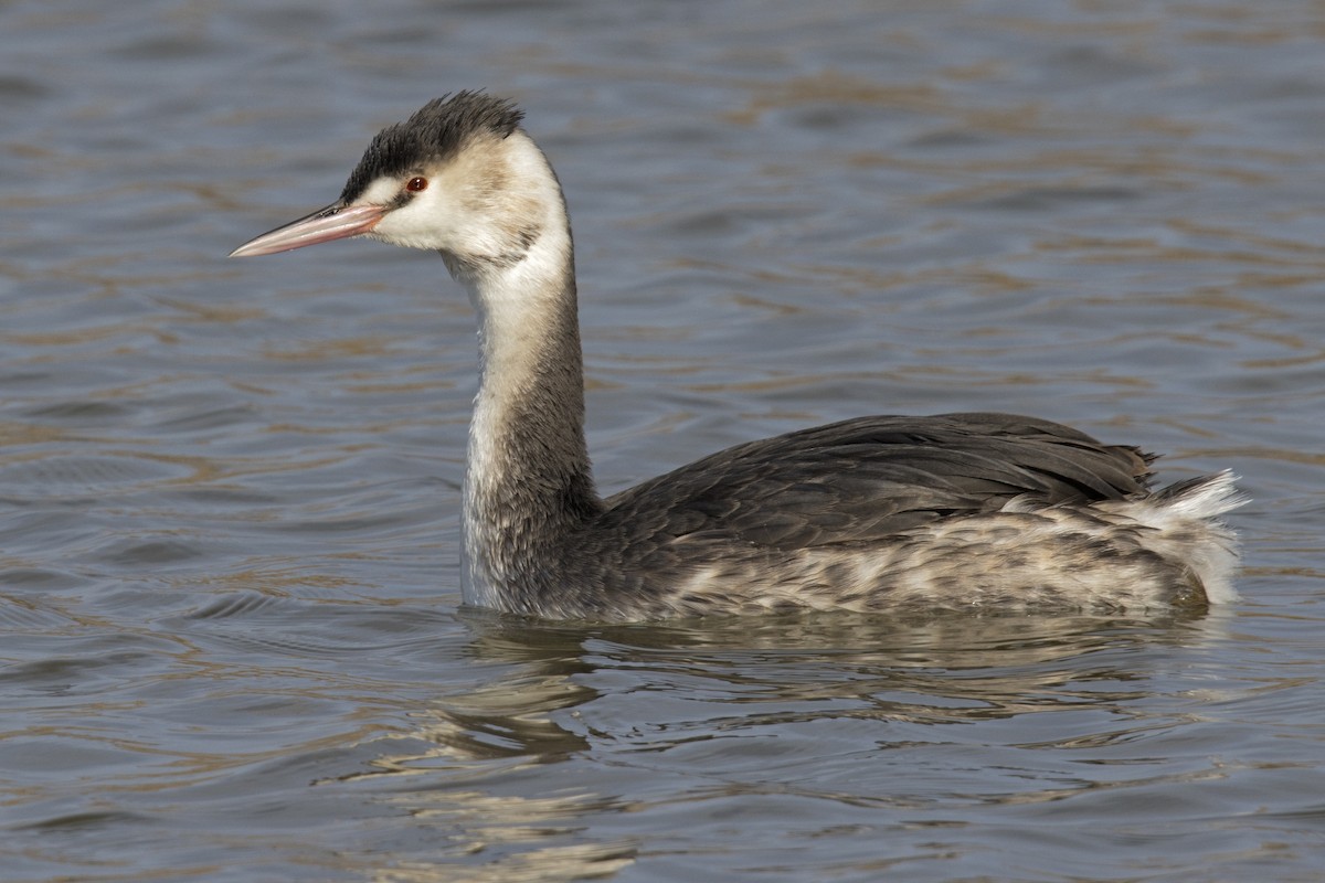 Great Crested Grebe - ML402609821