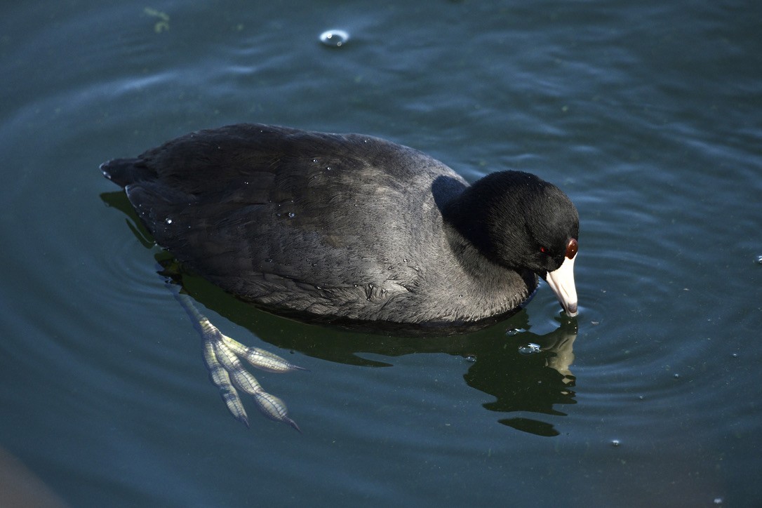 lyska americká - ML402610061