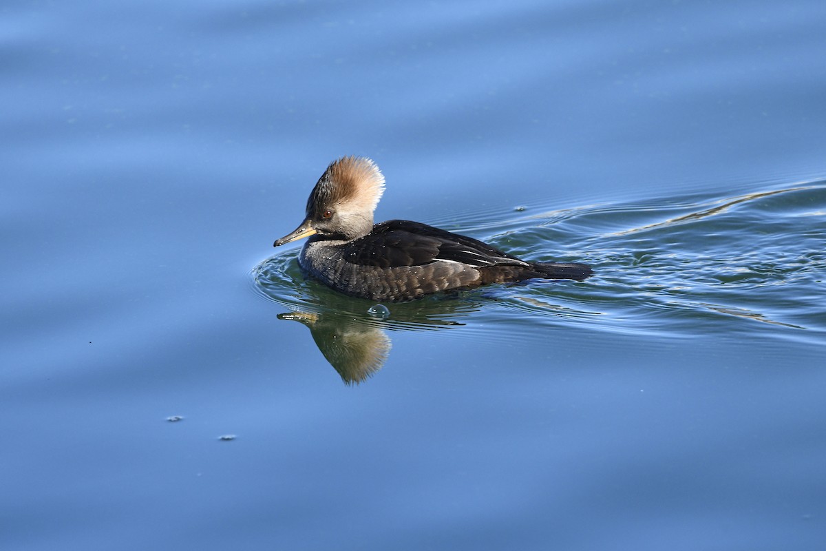 morčák chocholatý - ML402610221