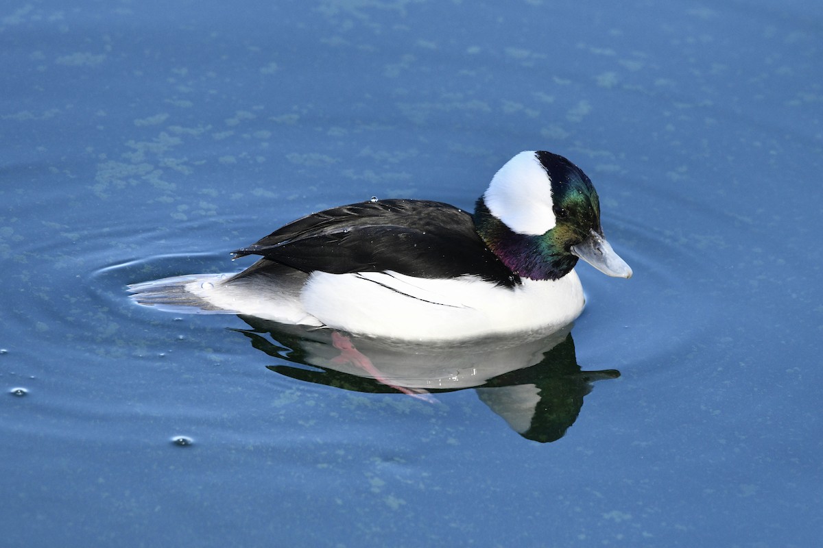 hohol bělavý - ML402610501