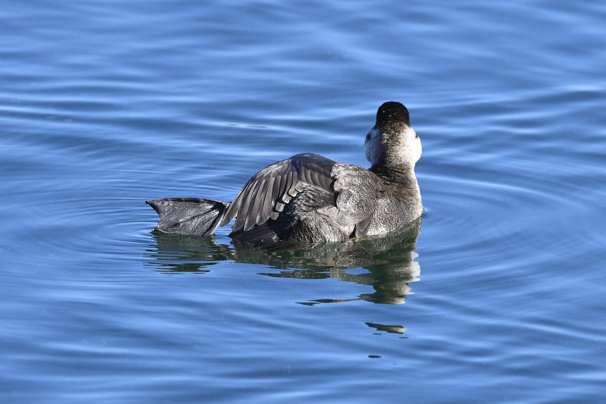 kachnice kaštanová - ML402610721