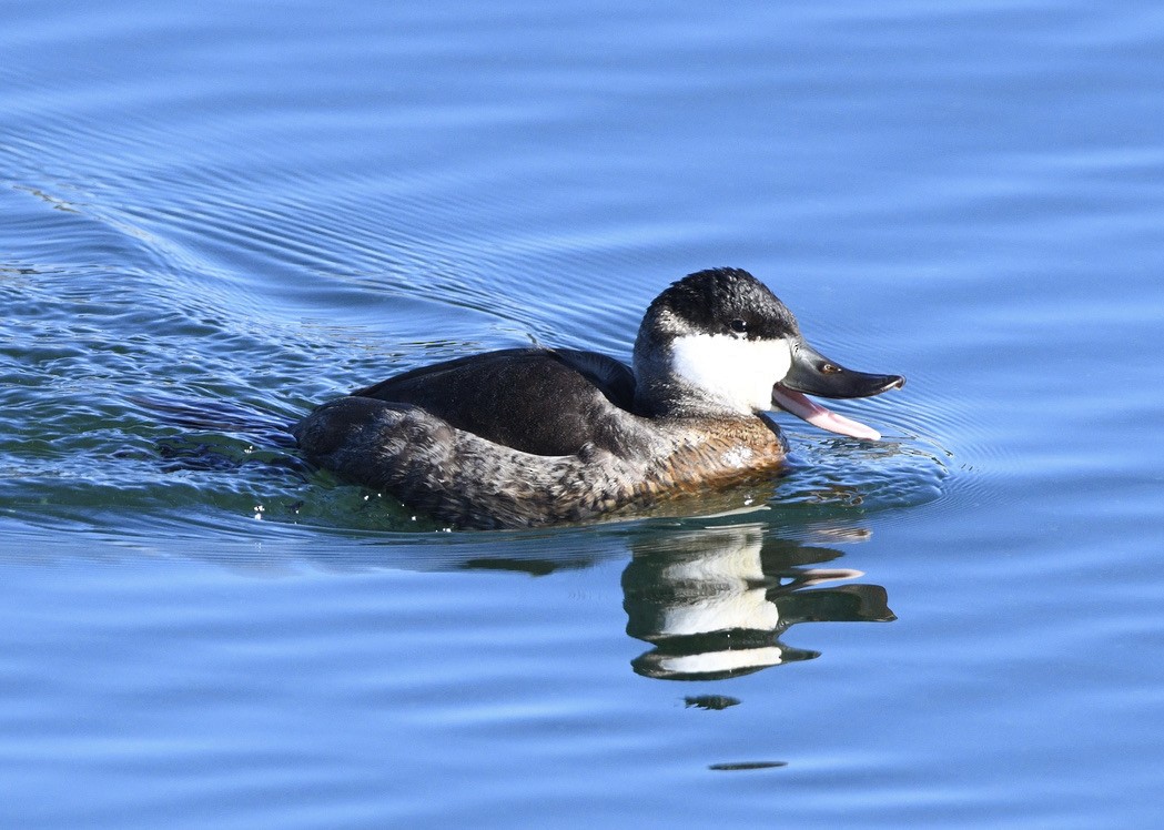 kachnice kaštanová - ML402610761