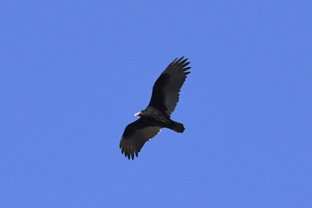 Turkey Vulture - ML402611221