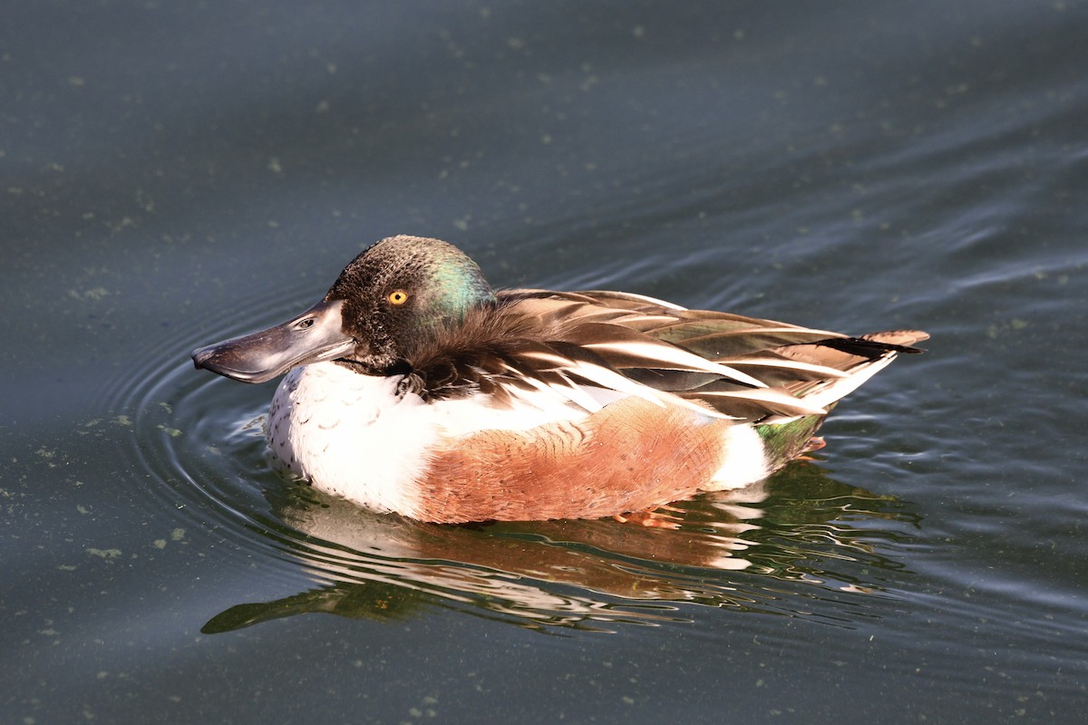 lžičák pestrý - ML402611381