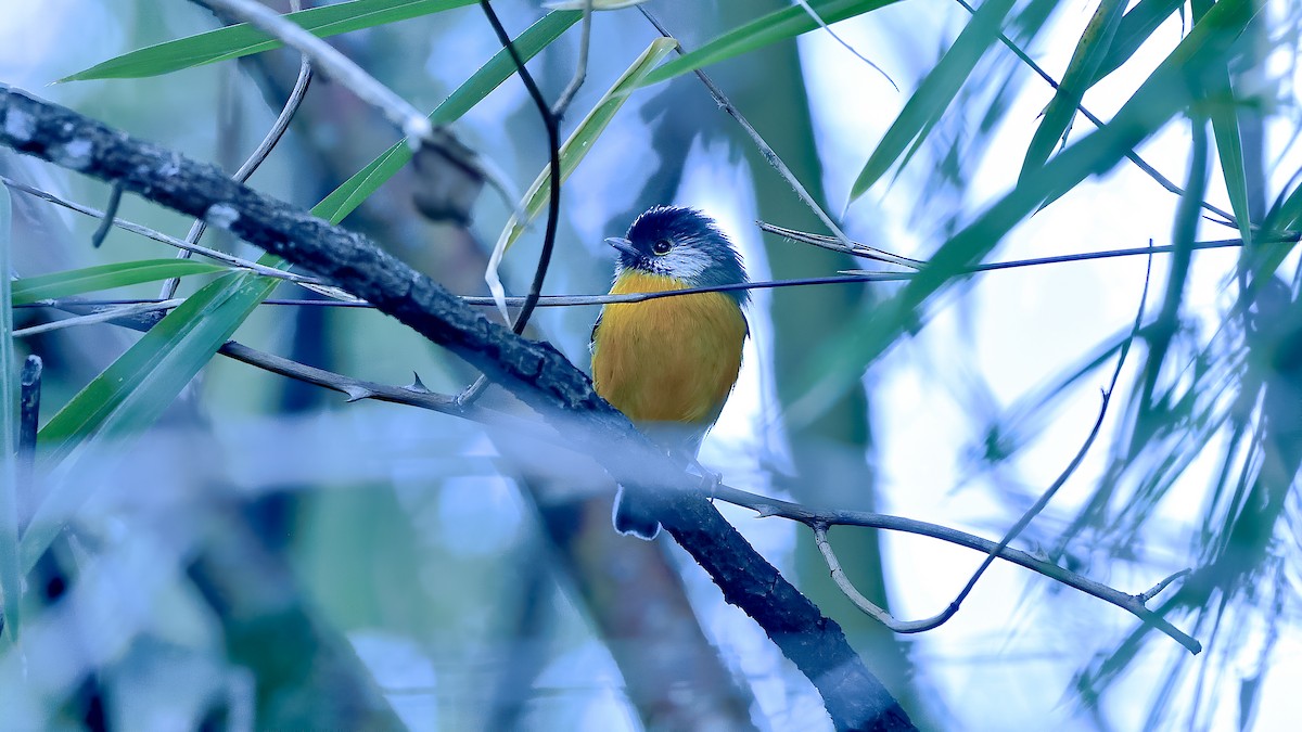 Golden-breasted Fulvetta - ML402611401