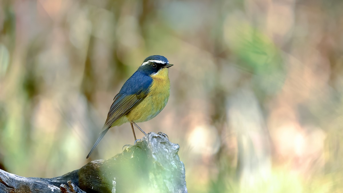 White-browed Bush-Robin - ML402611531