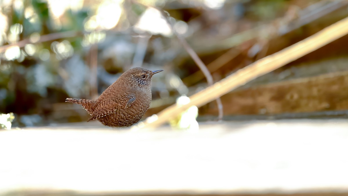 Eurasian Wren - ML402611571