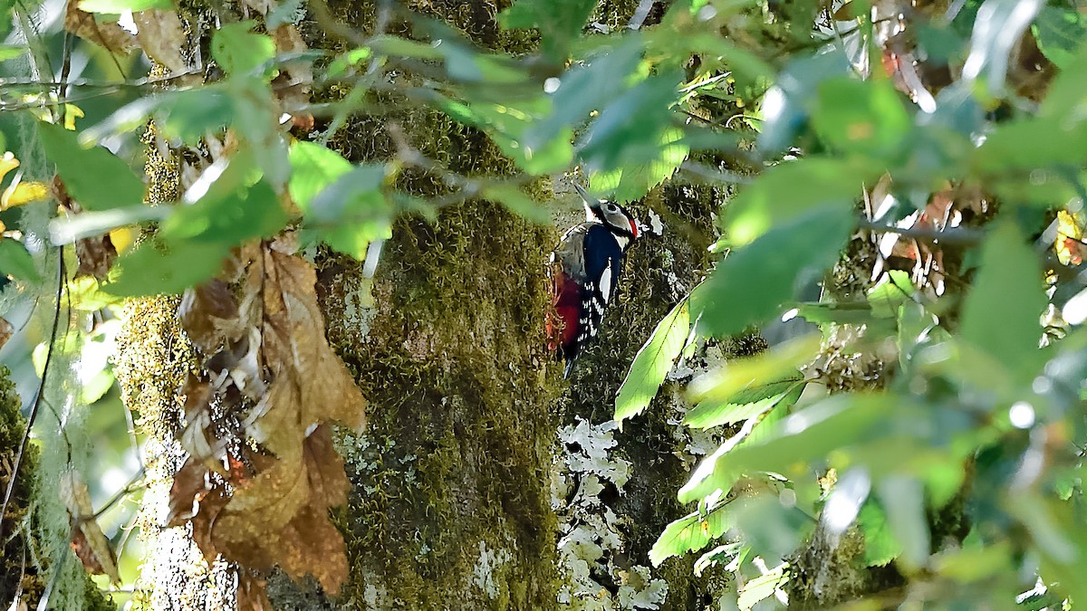 Great Spotted Woodpecker - ML402611711