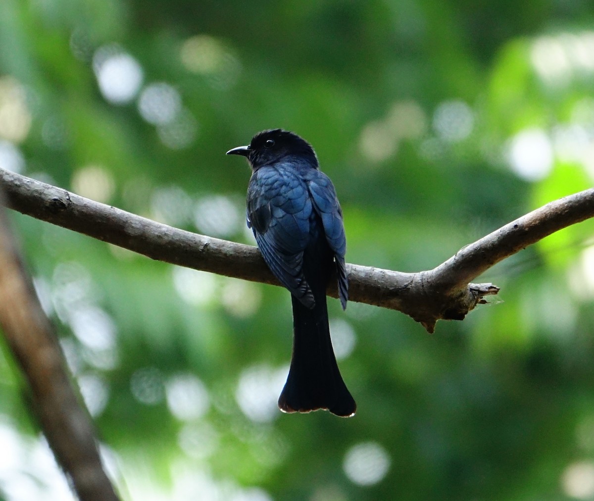 Square-tailed Drongo-Cuckoo - ML402613931