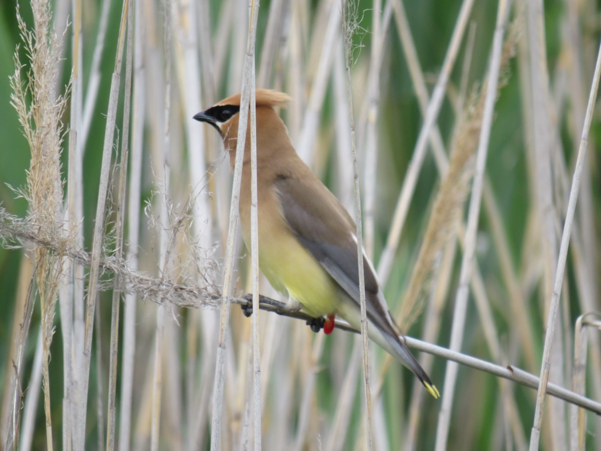 Cedar Waxwing - ML402615921