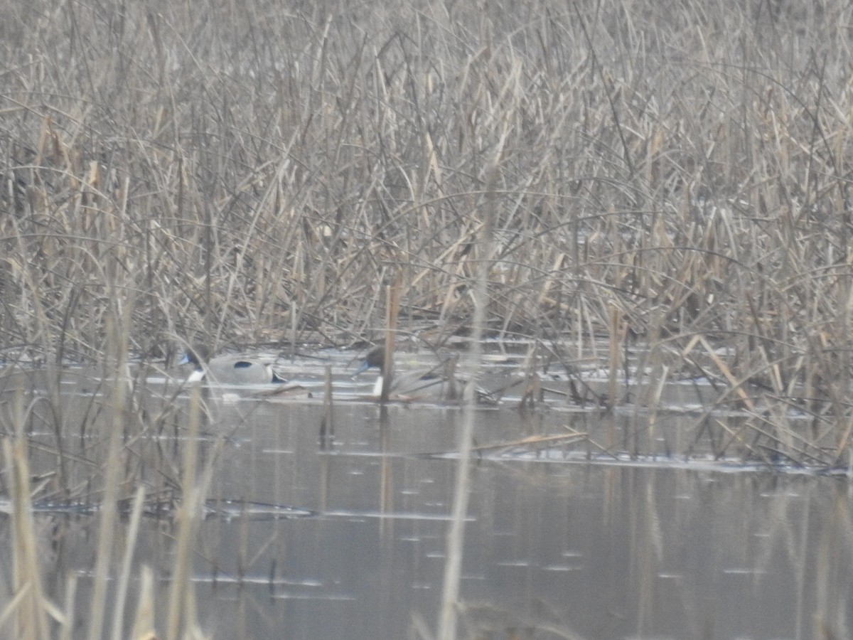 Northern Pintail - ML402617191