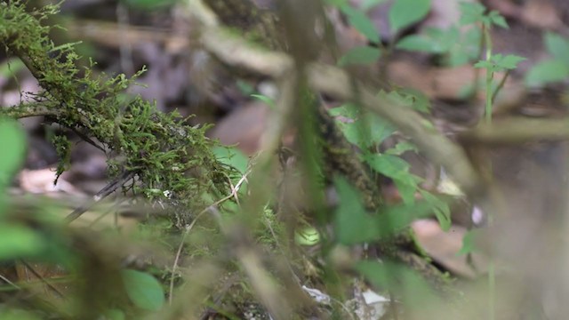 Great Antshrike - ML402618311