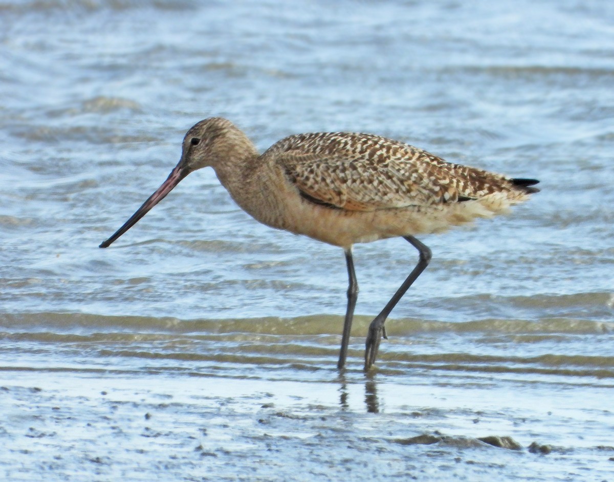 Marbled Godwit - ML402618861