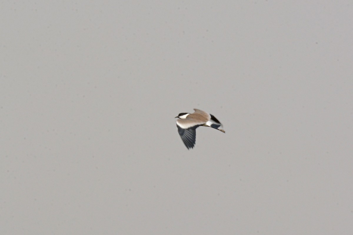 Spur-winged Lapwing - ML402618901