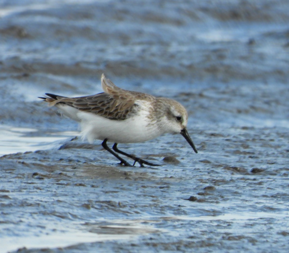 Bergstrandläufer - ML402618911