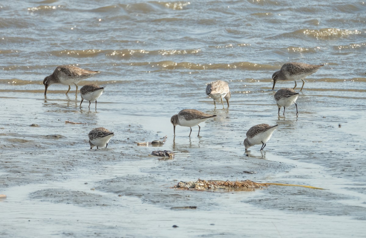 Short-billed Dowitcher - ML402618941