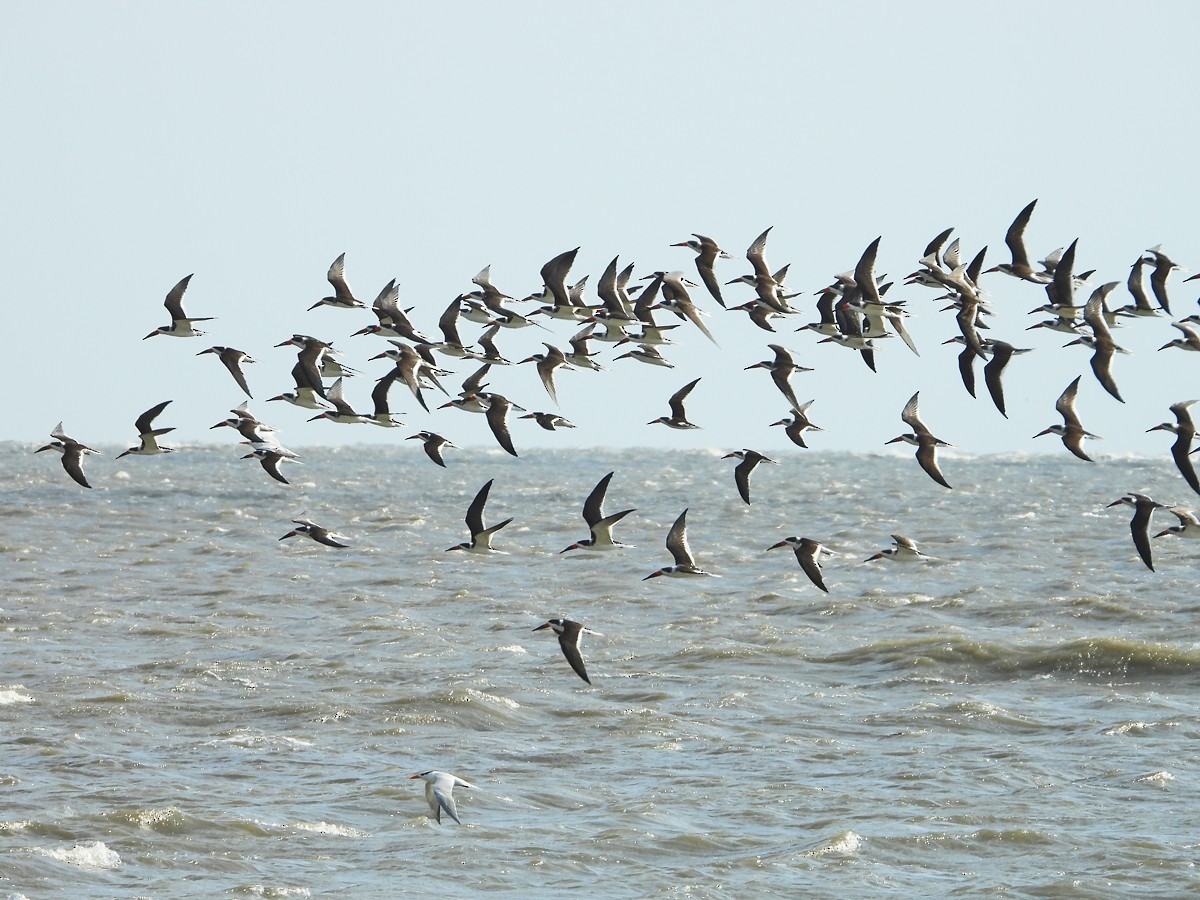 Black Skimmer - ML402619101