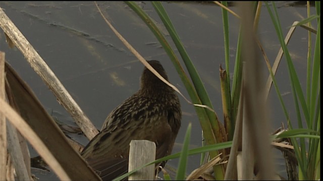 Clapper Rail - ML402621