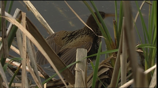 Clapper Rail - ML402622