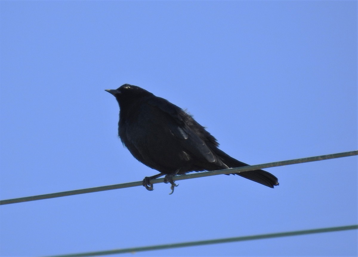 Brewer's Blackbird - ML402622321