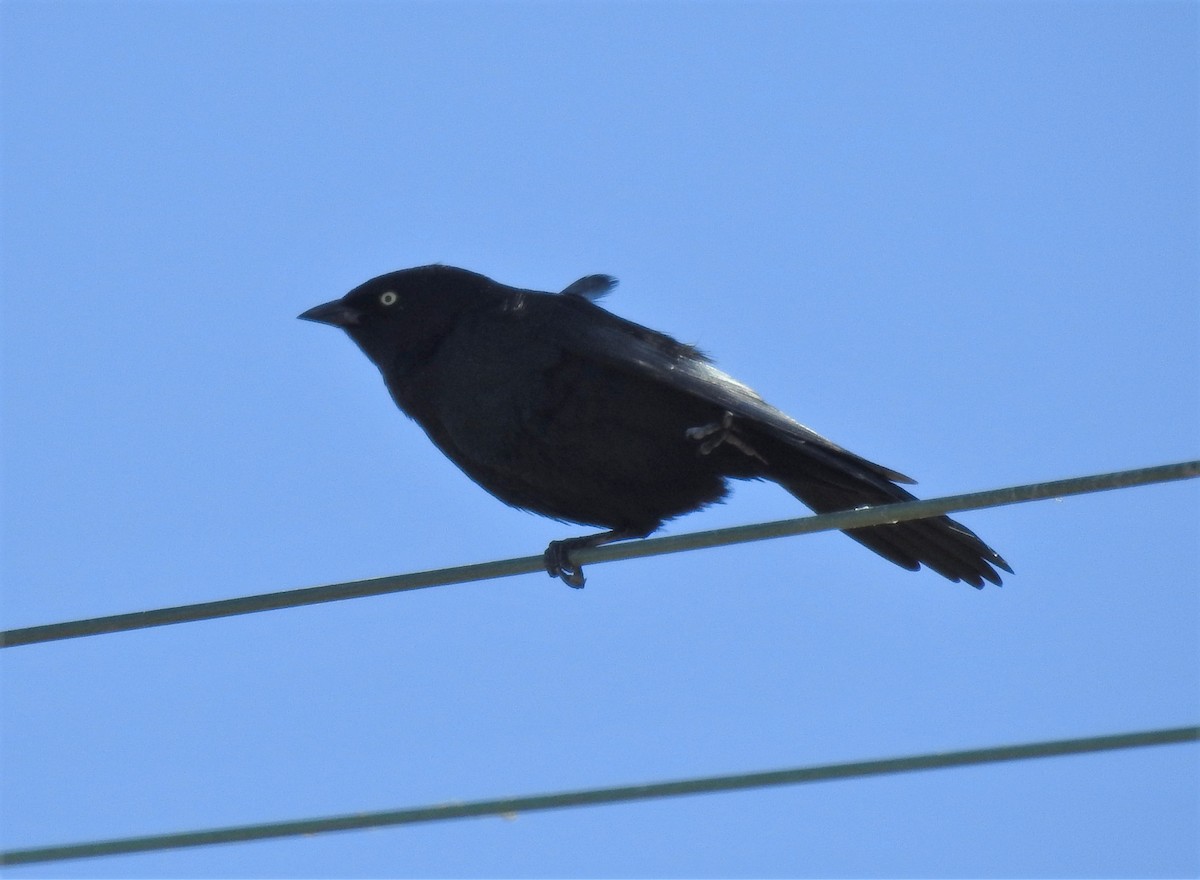 Brewer's Blackbird - ML402622331