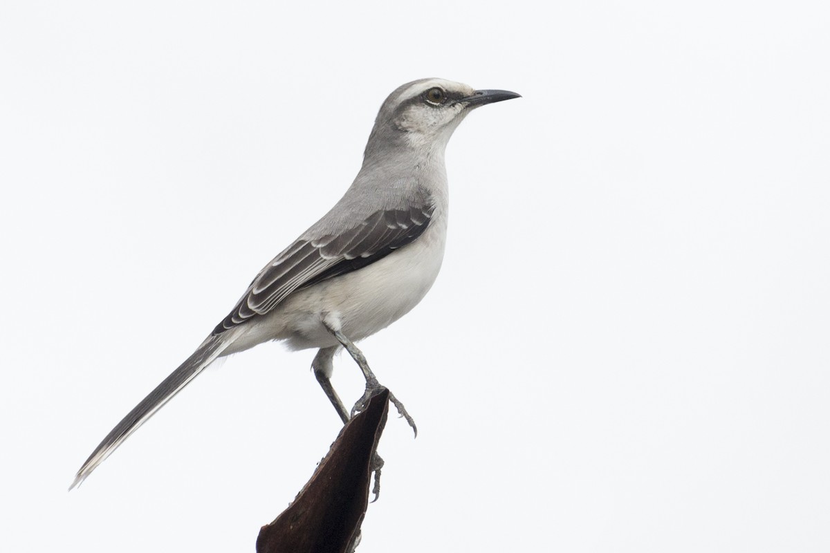 Tropical Mockingbird - ML402623961
