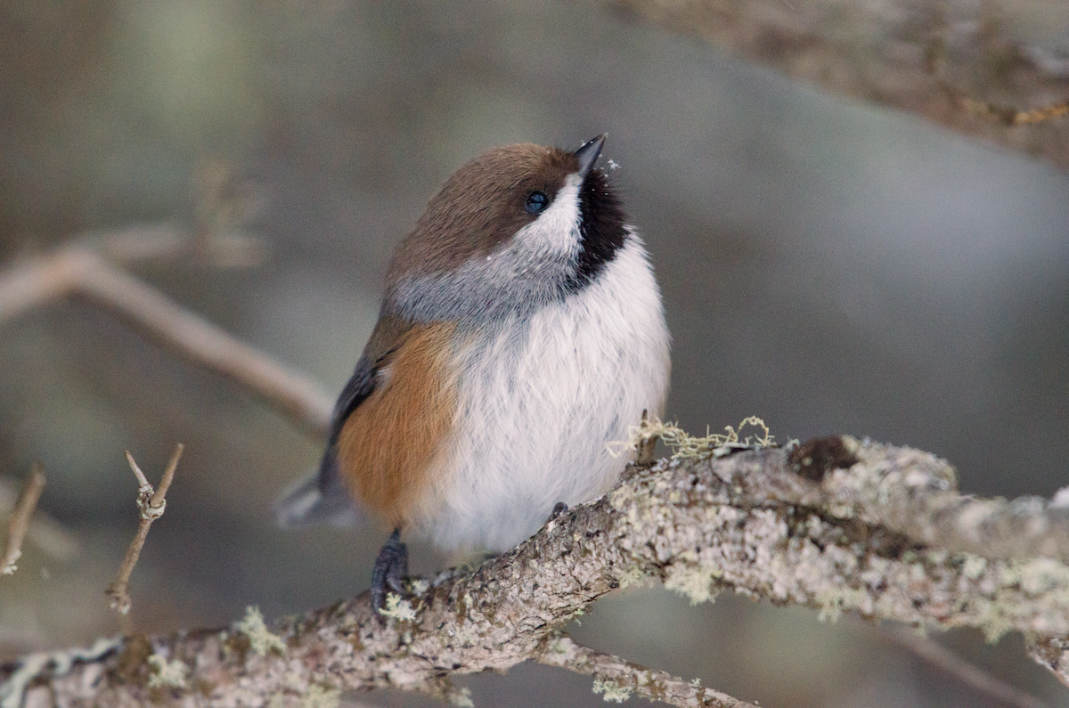 Boreal Chickadee - ML402625191