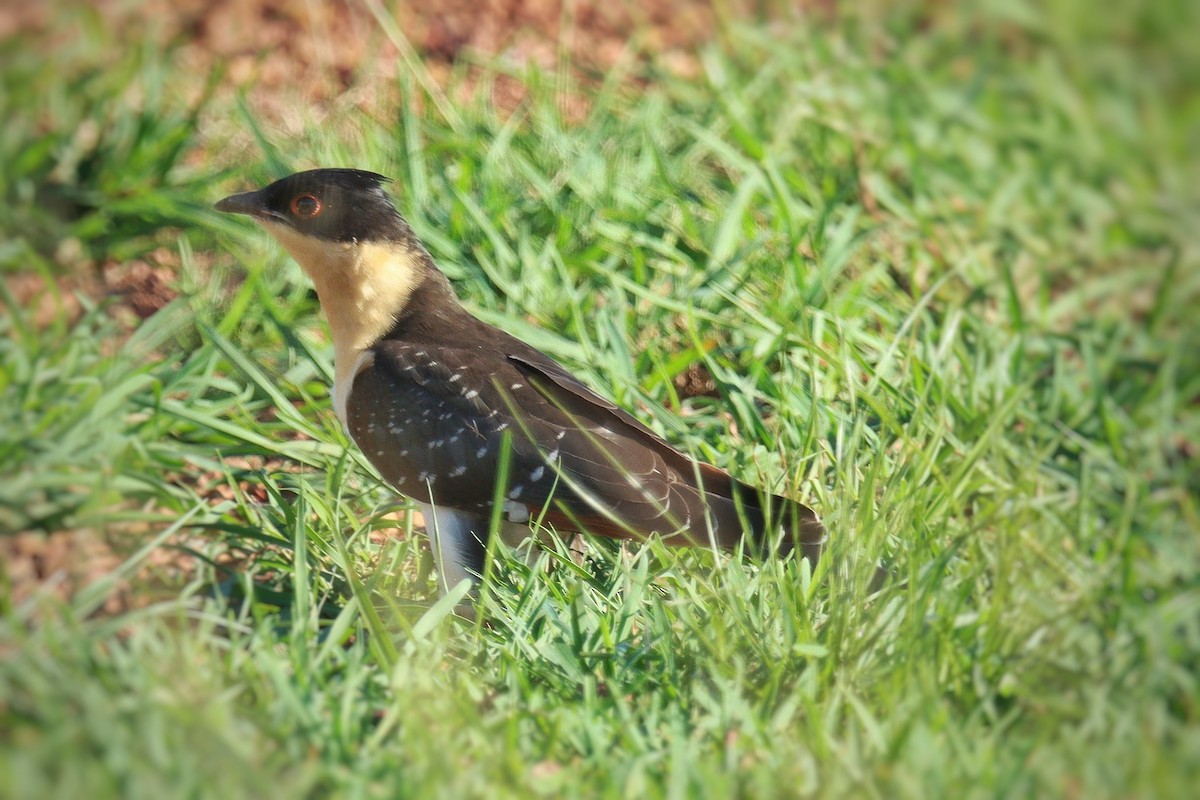 Great Spotted Cuckoo - ML402625911