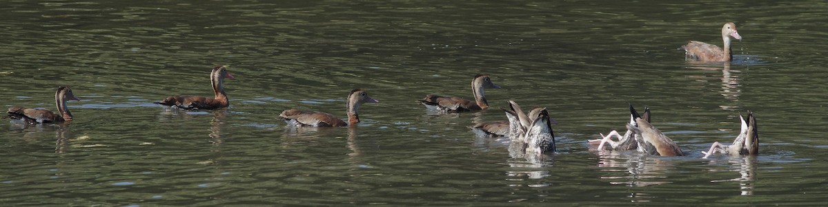 Black-bellied Whistling-Duck - ML40262601