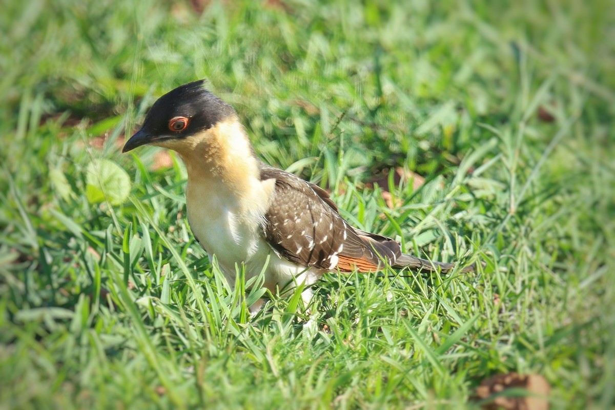 Great Spotted Cuckoo - ML402626141