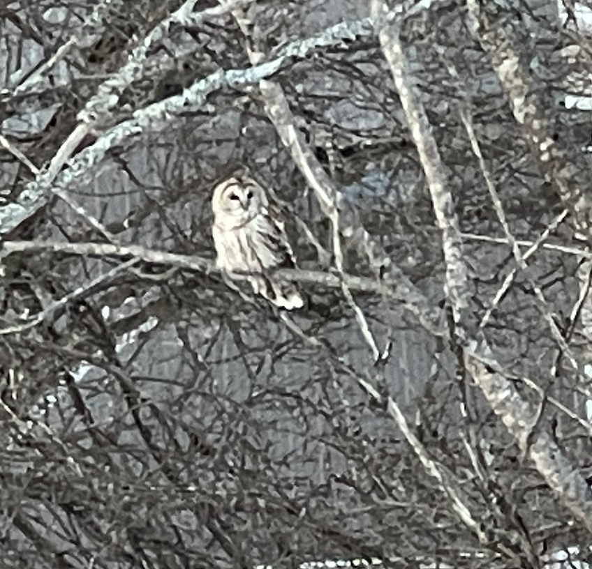 Barred Owl - ML402627301