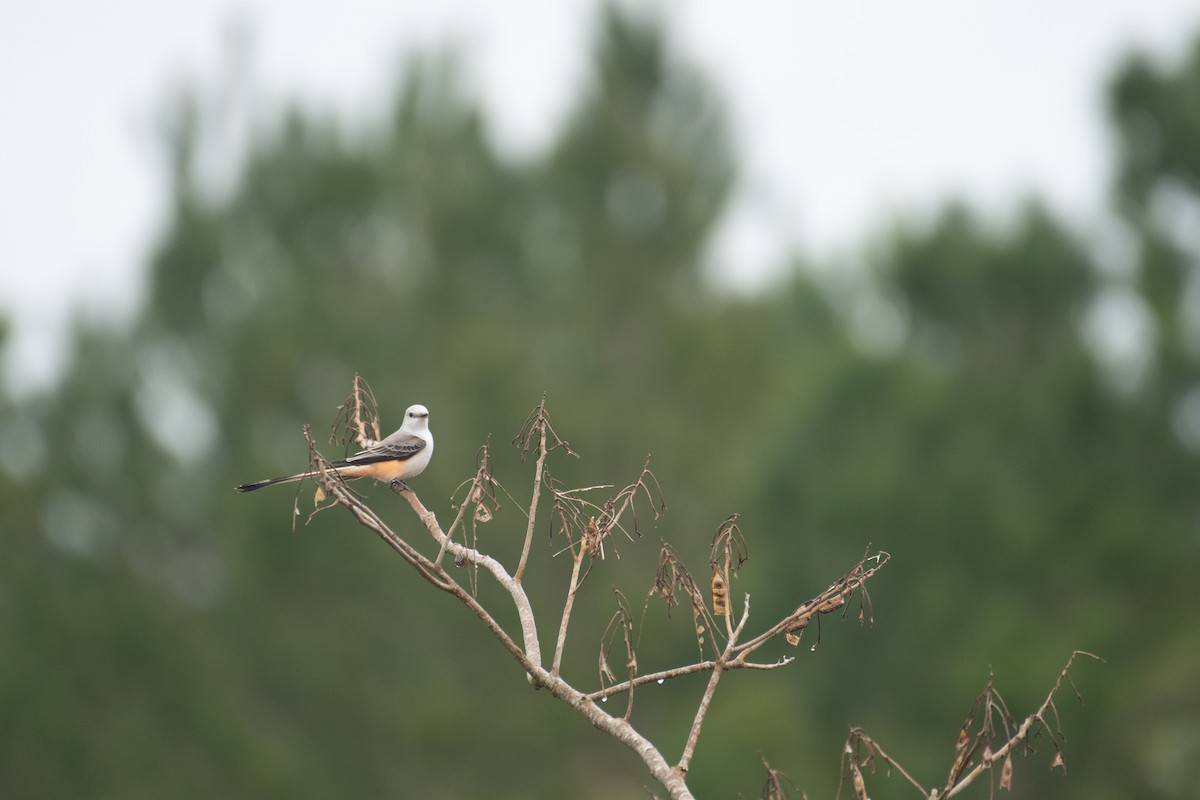 Scissor-tailed Flycatcher - ML402630851