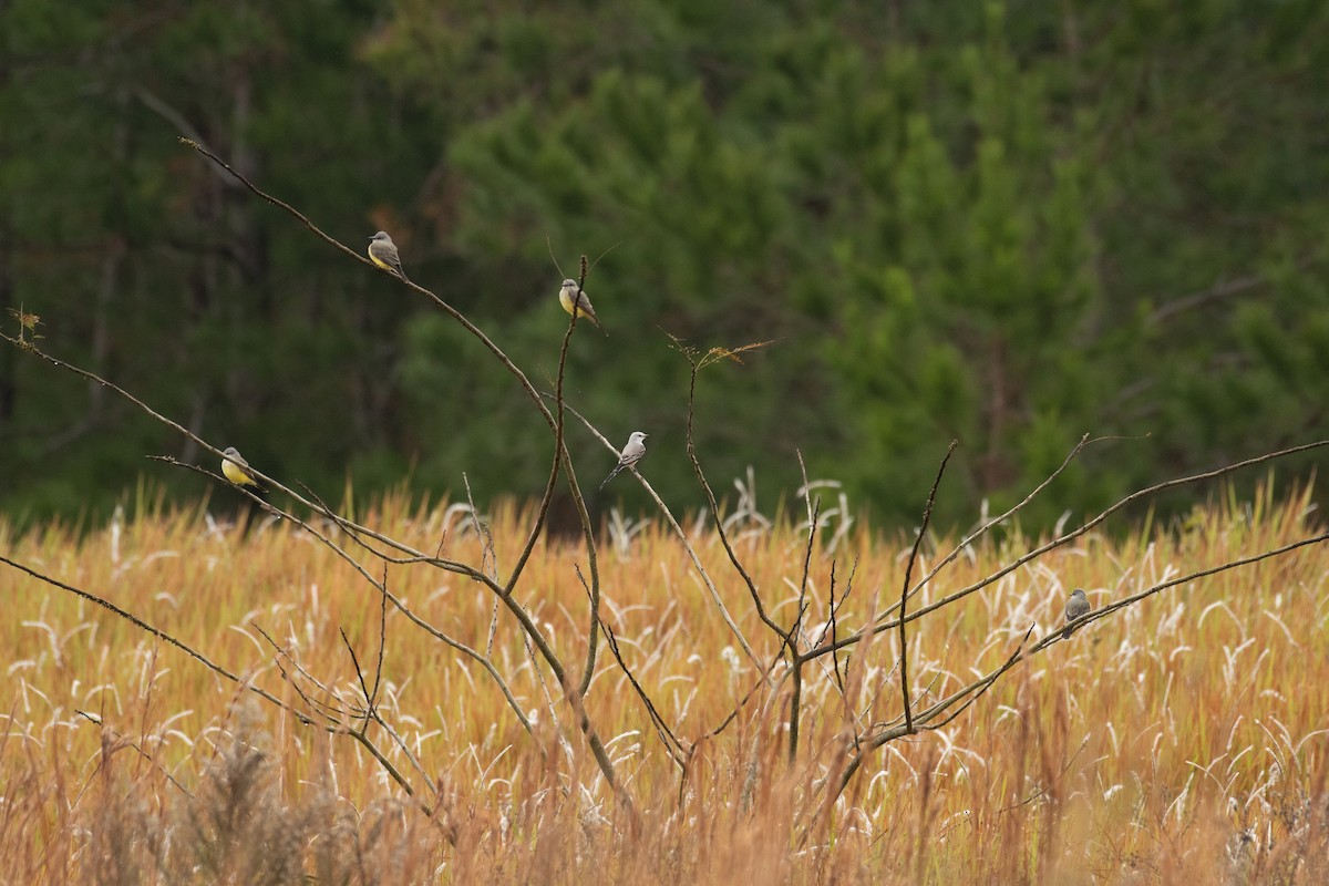 Scissor-tailed Flycatcher - ML402630861