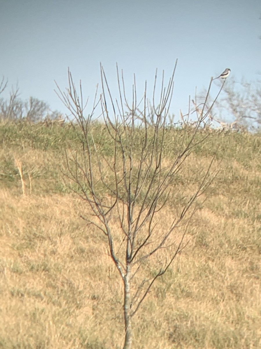 ťuhýk americký - ML402633531