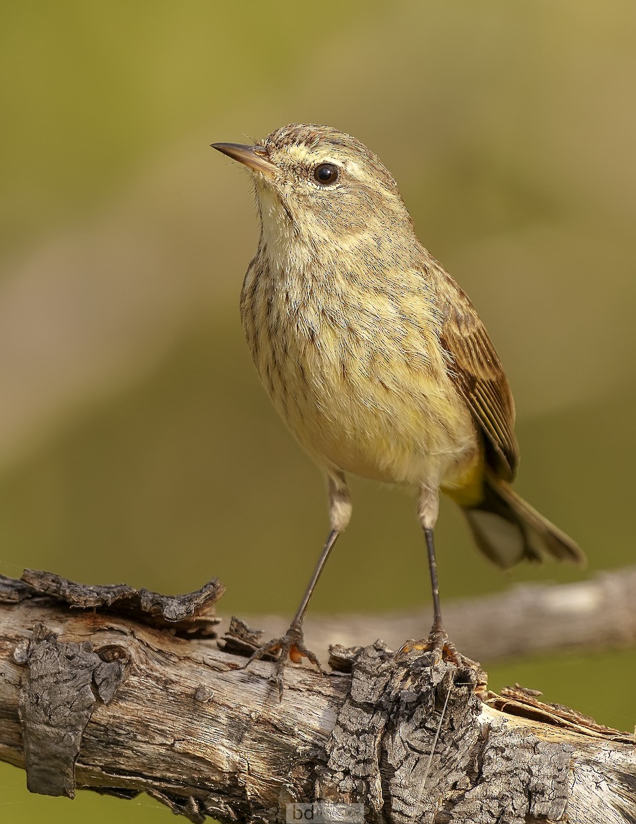 Palm Warbler - ML402633661