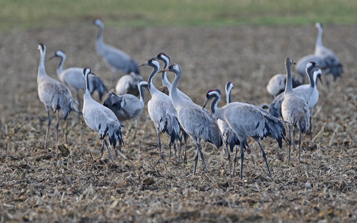 Common Crane - Christoph Moning