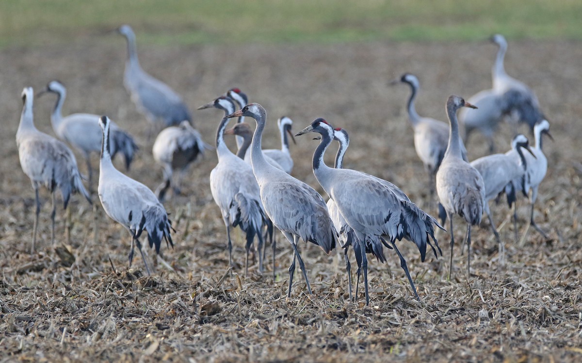 Common Crane - Christoph Moning