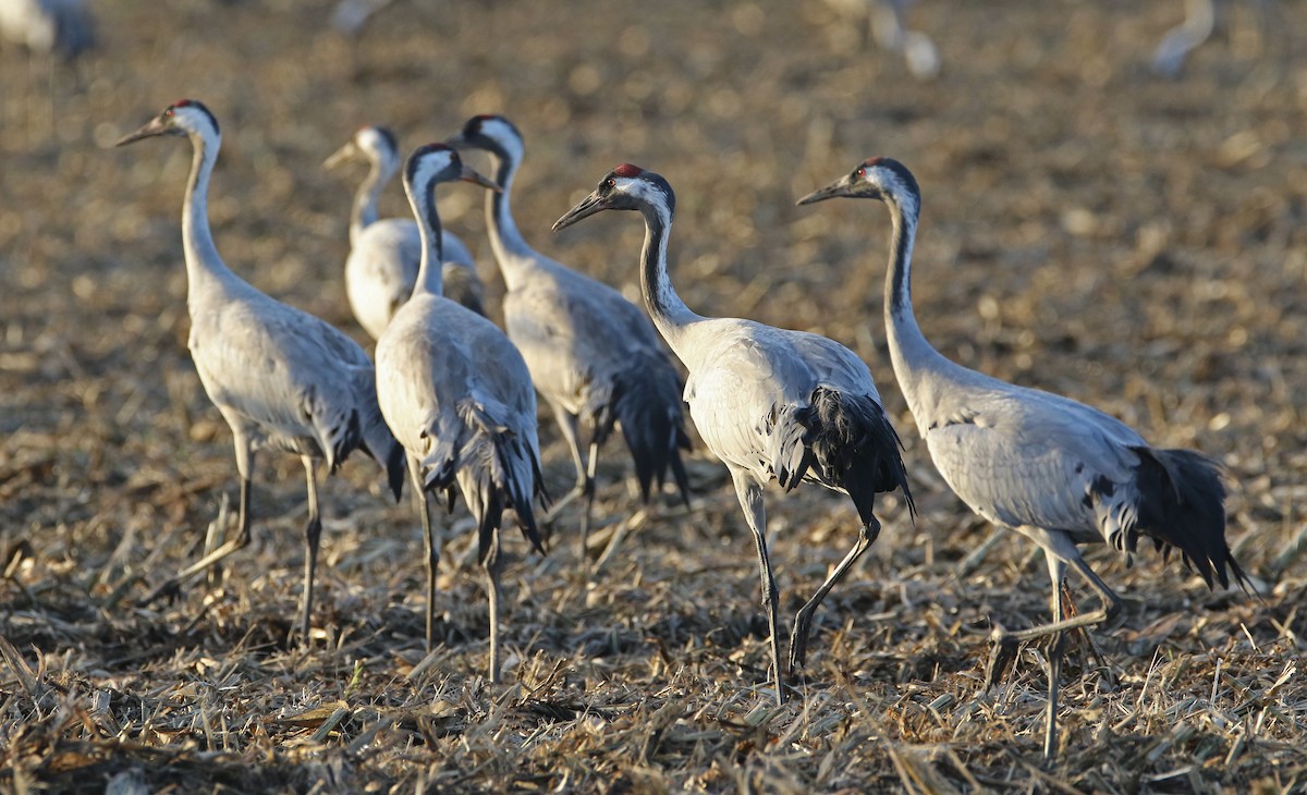 Common Crane - Christoph Moning