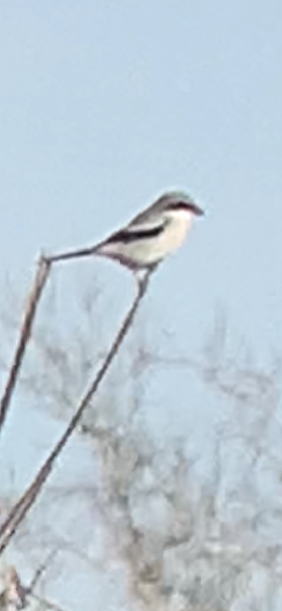 ťuhýk americký - ML402634171