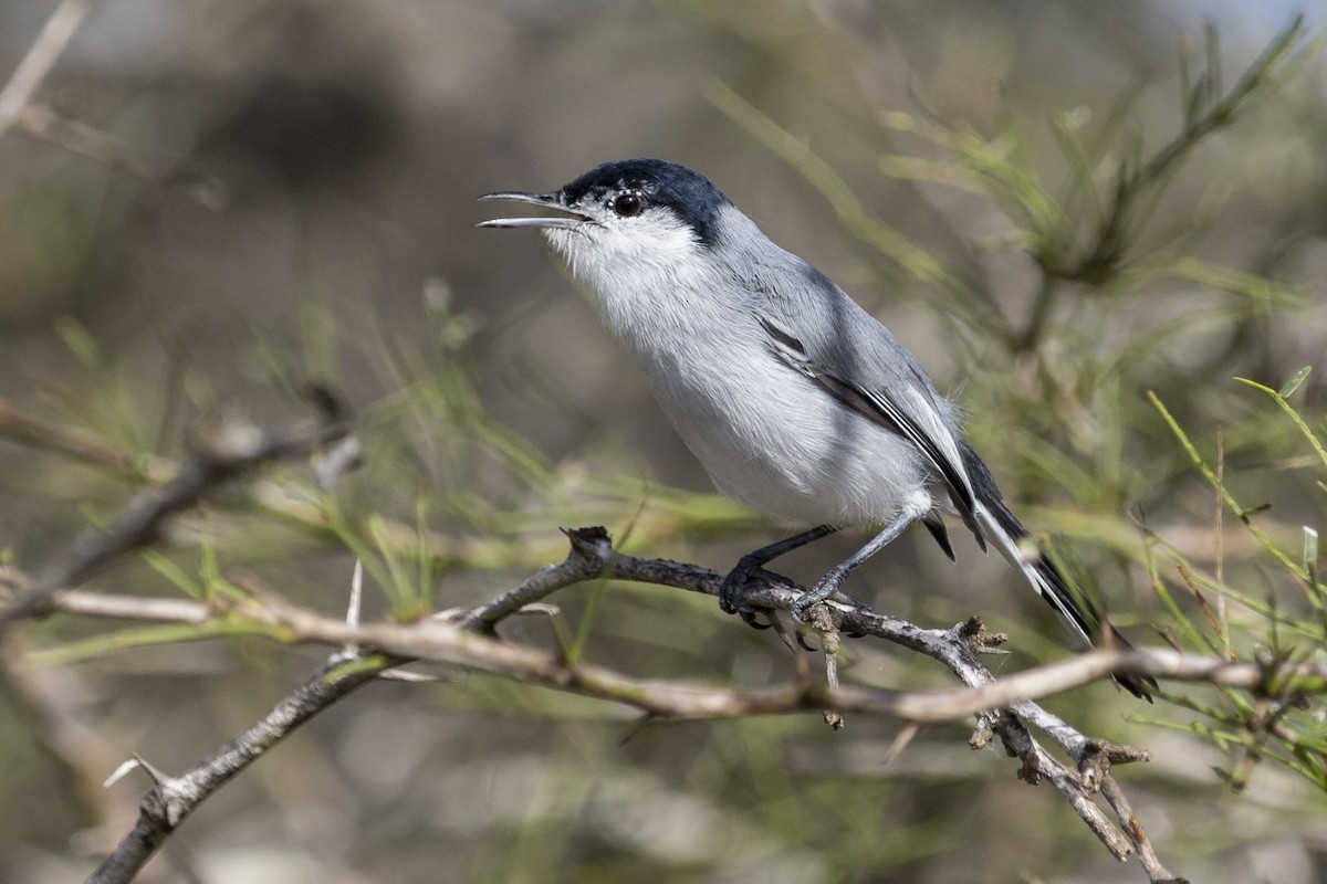 Tropical Gnatcatcher - ML402634991