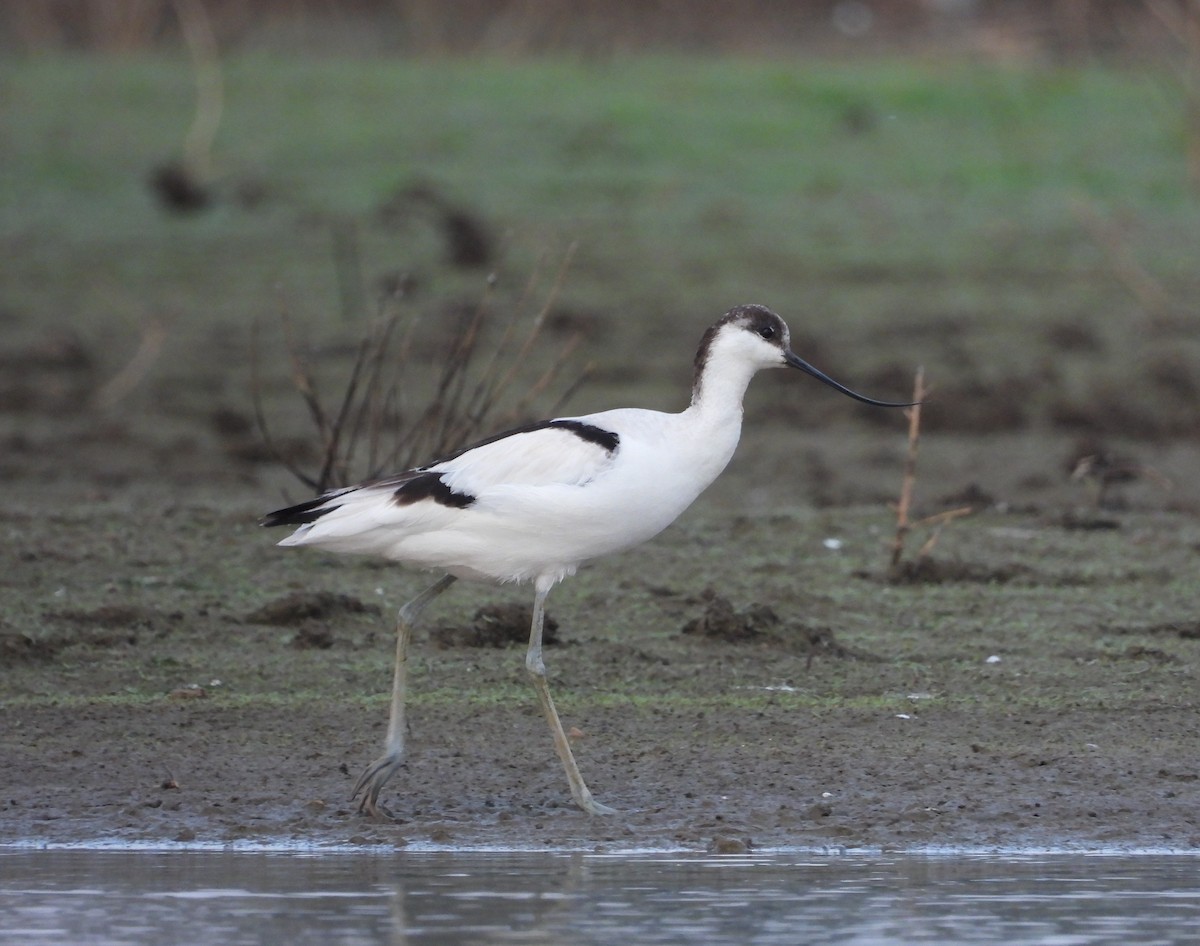 Avoceta Común - ML402635101