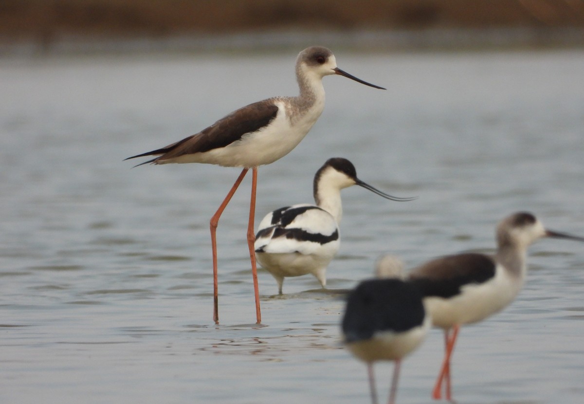 Avocette élégante - ML402635121