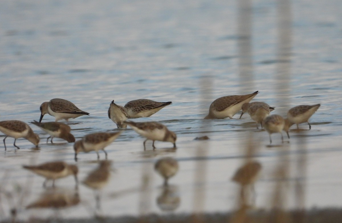 Curlew Sandpiper - ML402635161