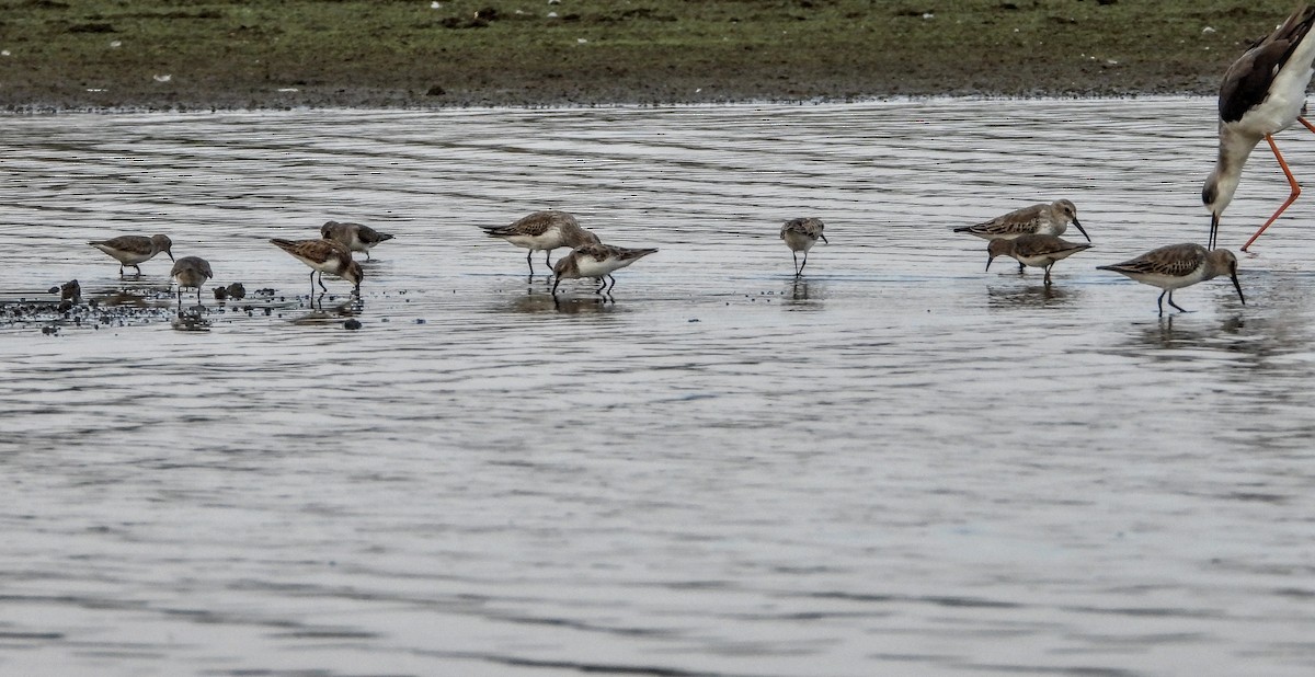 Sichelstrandläufer - ML402635171