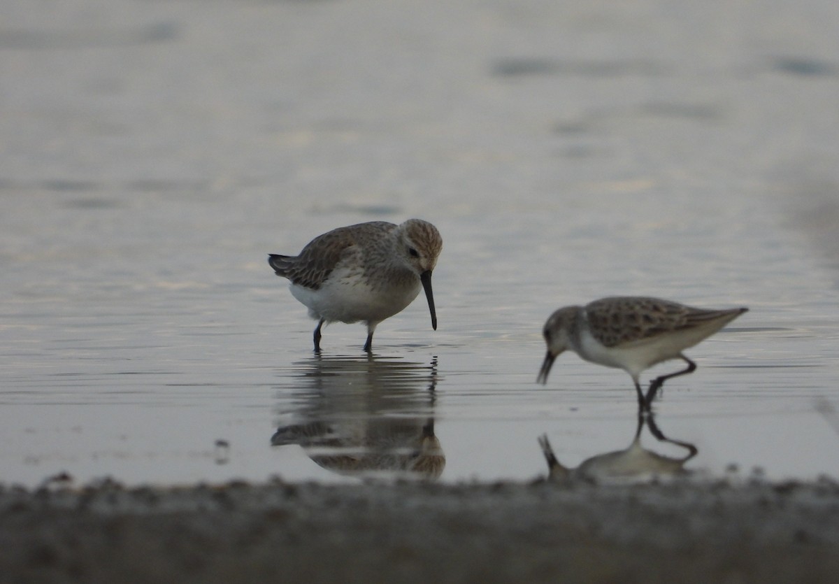 Curlew Sandpiper - ML402635191